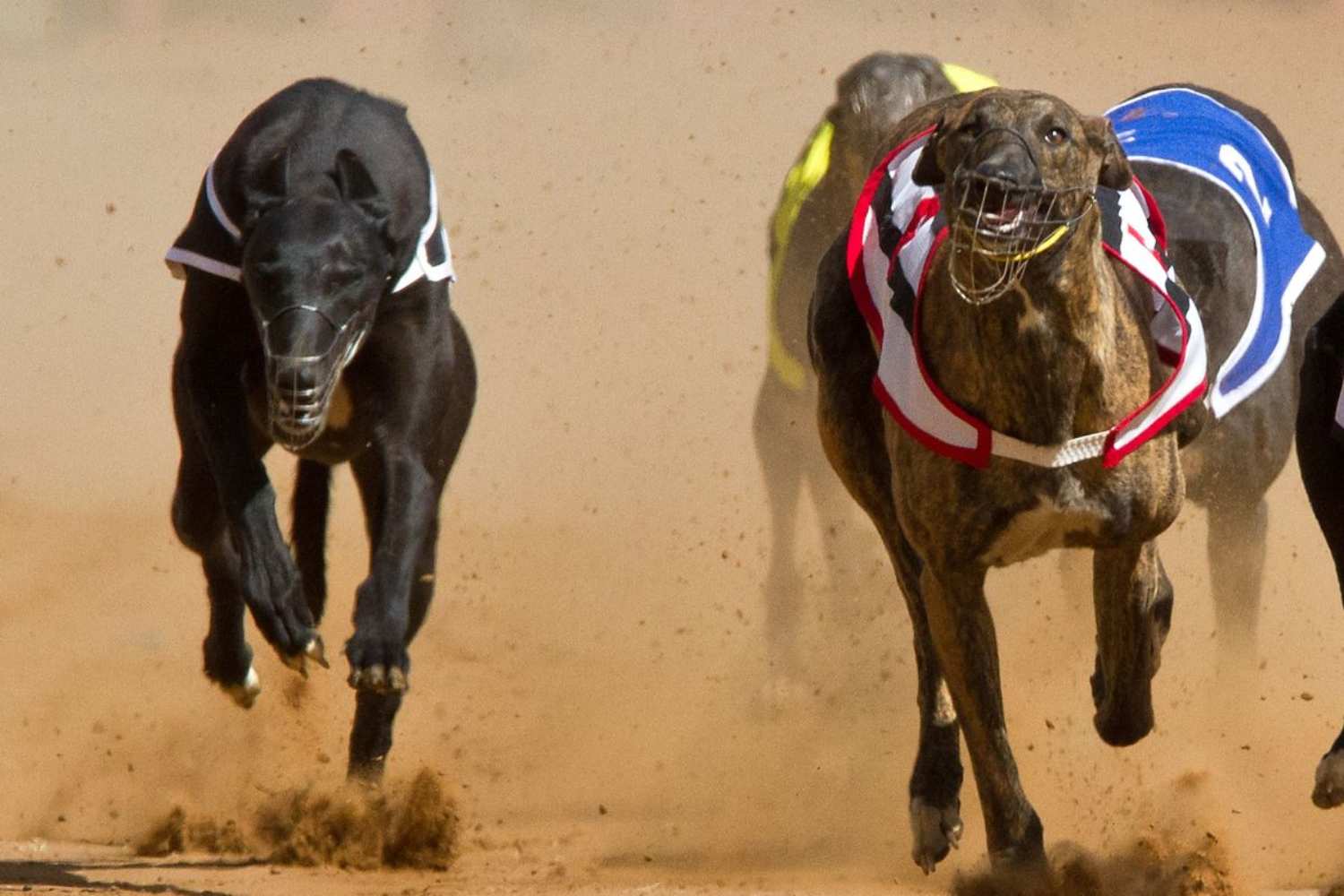 greyhound racing