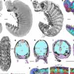 fossil with intact brain after 520 million years