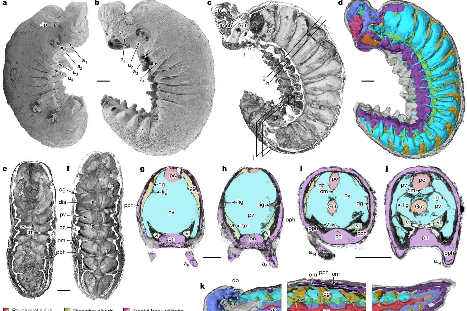fossil with intact brain after 520 million years
