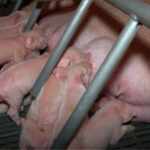 meat industry documentary