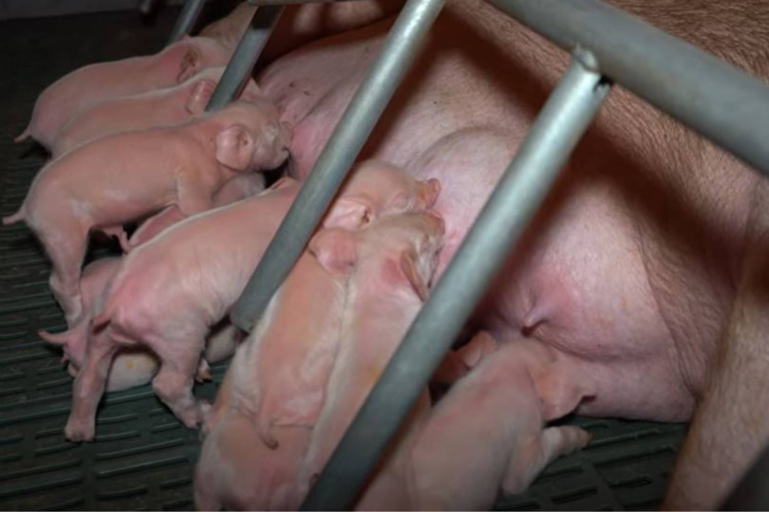 meat industry documentary