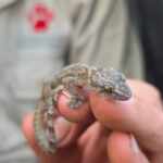 an almost extinct gecko