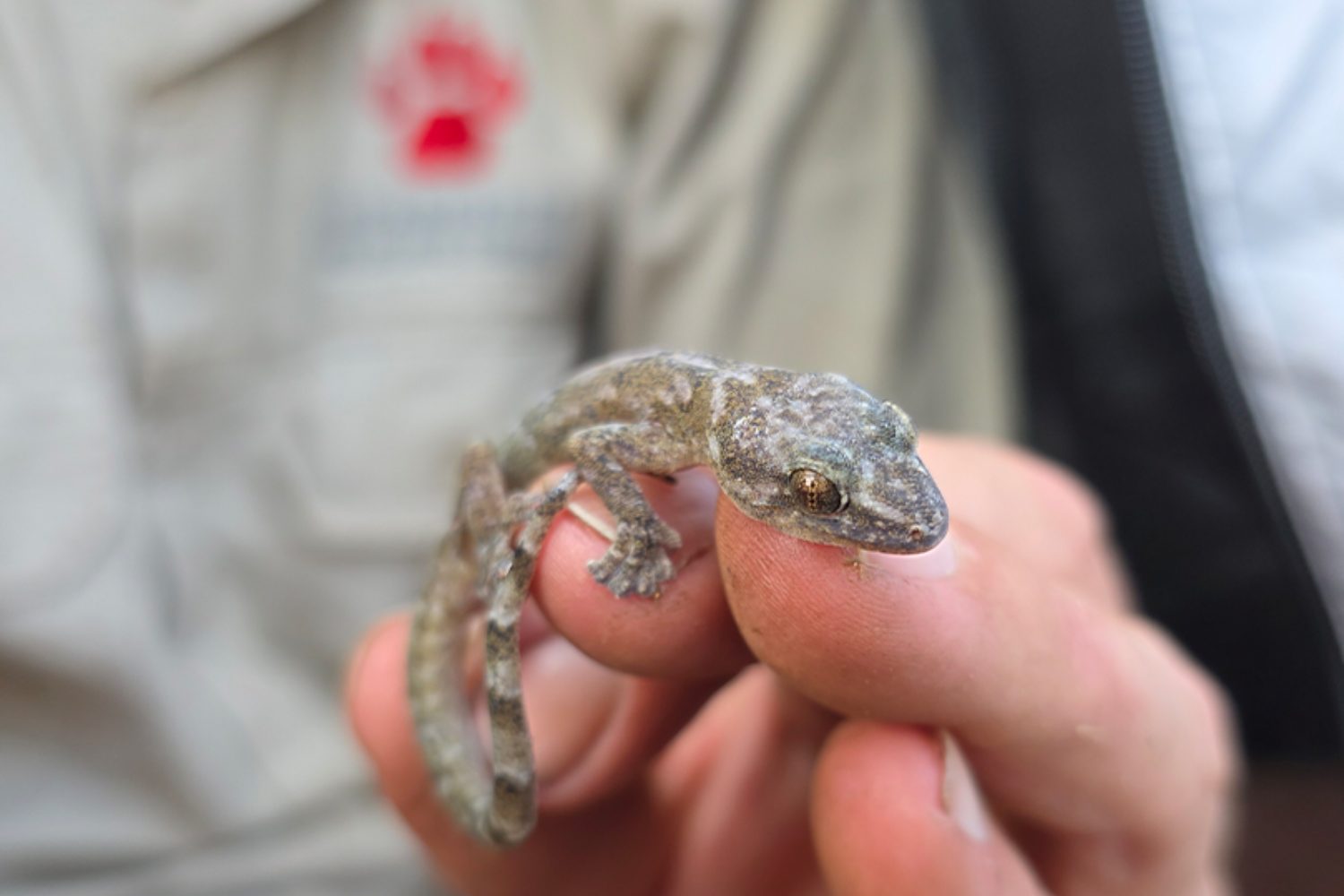 an almost extinct gecko