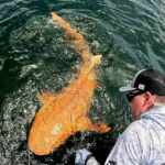 orange nurse shark
