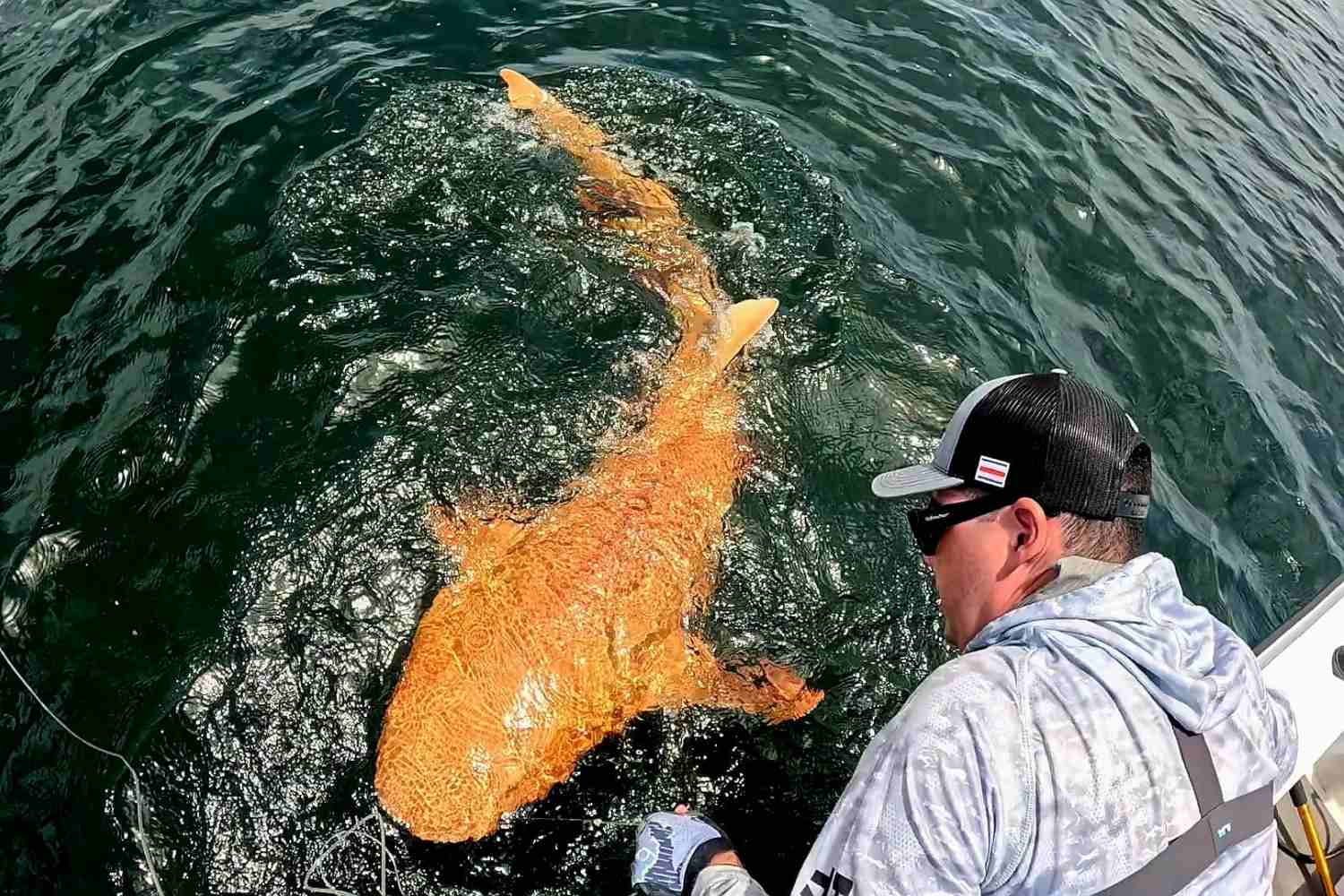 orange nurse shark