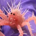 Pink crab