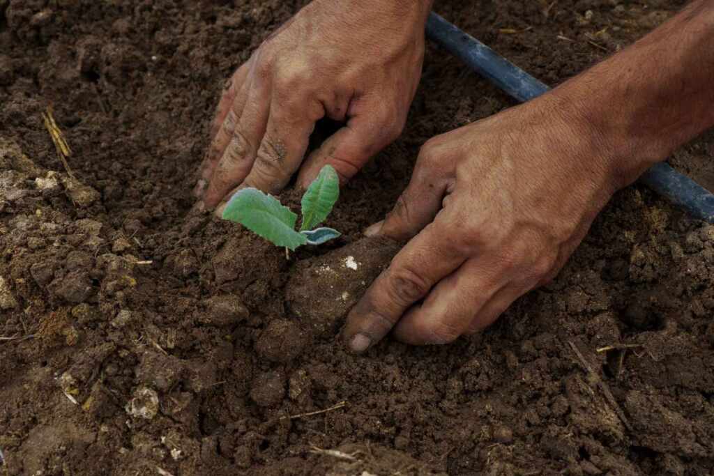 regenerative agriculture