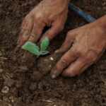 regenerative agriculture