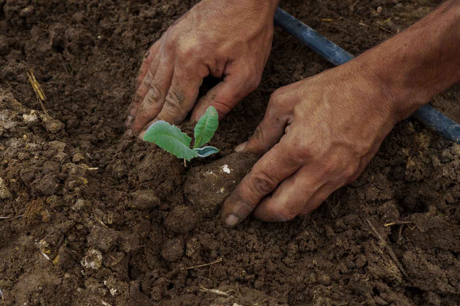 regenerative agriculture