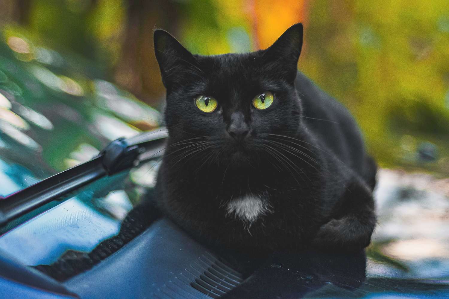 Black cat adoption ban in city during Halloween: "too many used for rituals