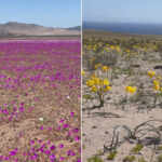 Atacama Desert