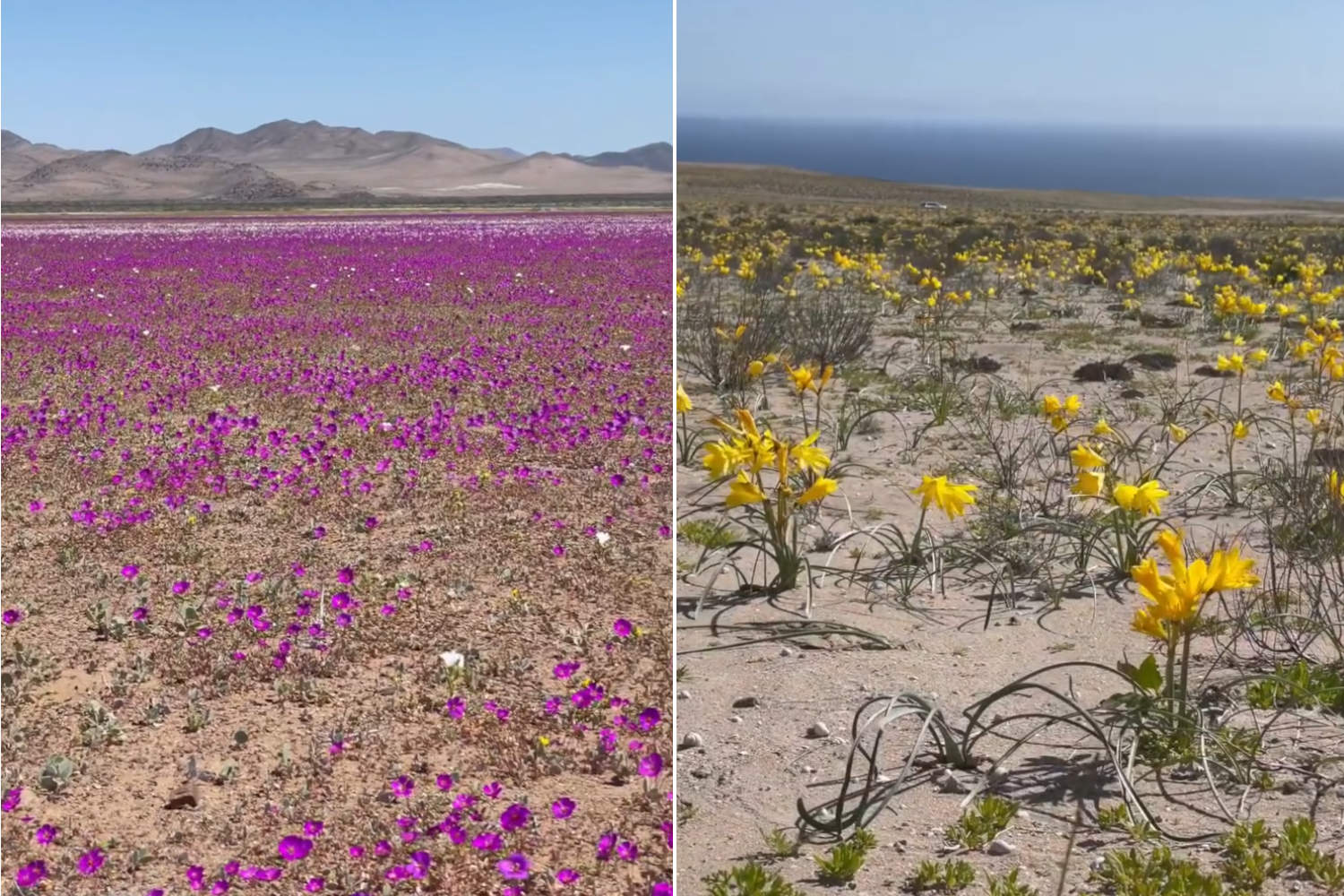 Atacama Desert