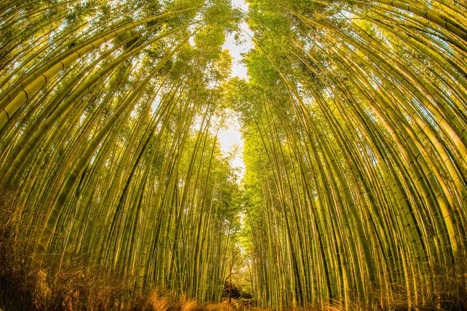 Europe's First Bamboo Insulation Panel: Regenerative Green Building by Forever Bambù and FIBOO