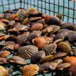 After 100 years, bay scallops return to Virginia waters (thanks to unprecedented ecological restoration project)