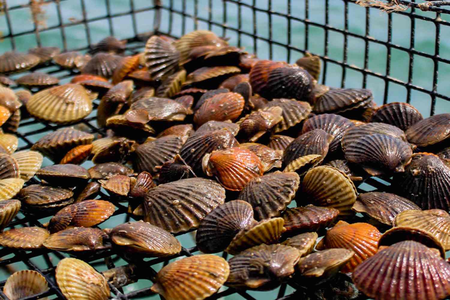 After 100 years, bay scallops return to Virginia waters (thanks to unprecedented ecological restoration project)