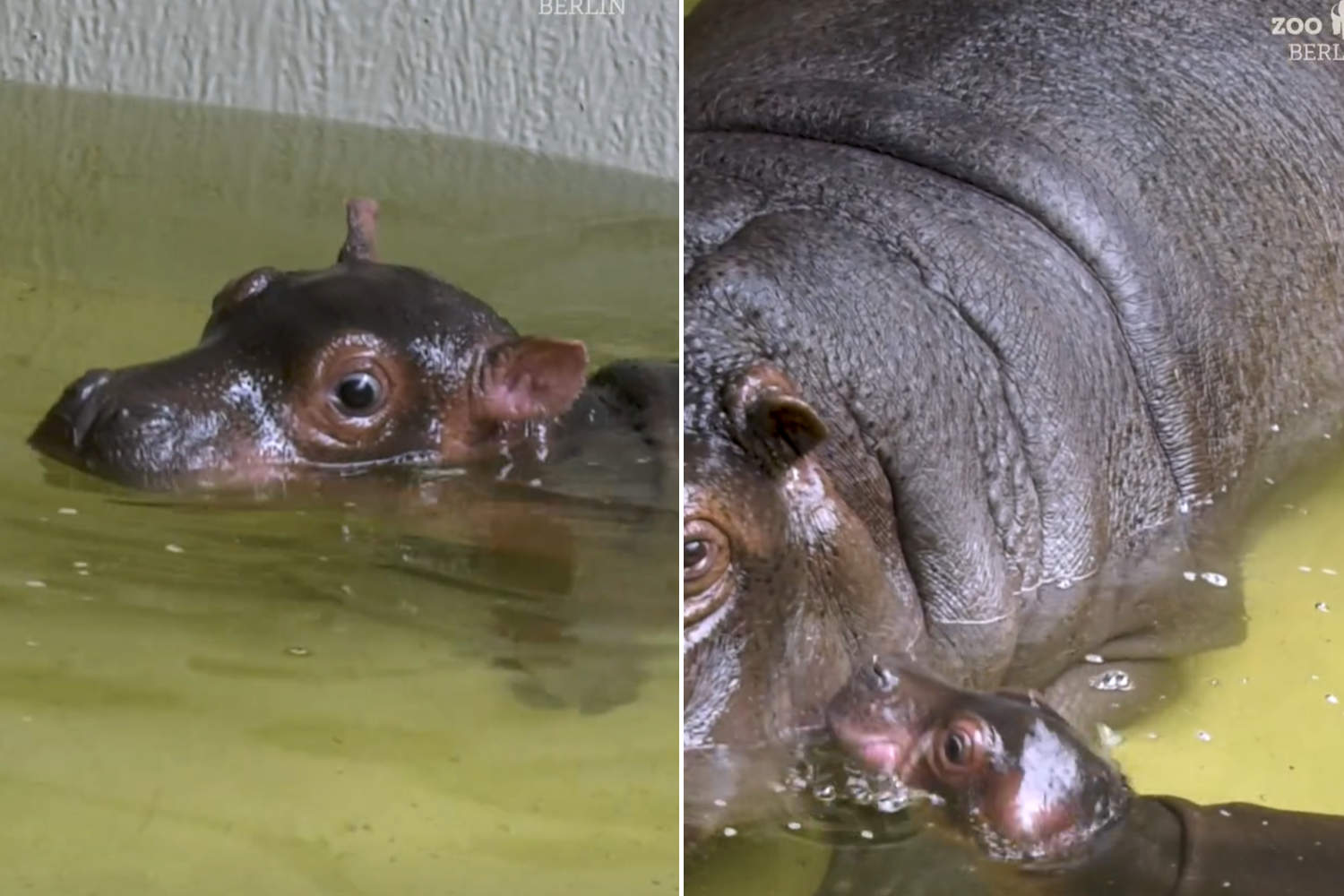 Everyone's crazy about the baby hippo at Berlin Zoo (but it's condemned to life in captivity)