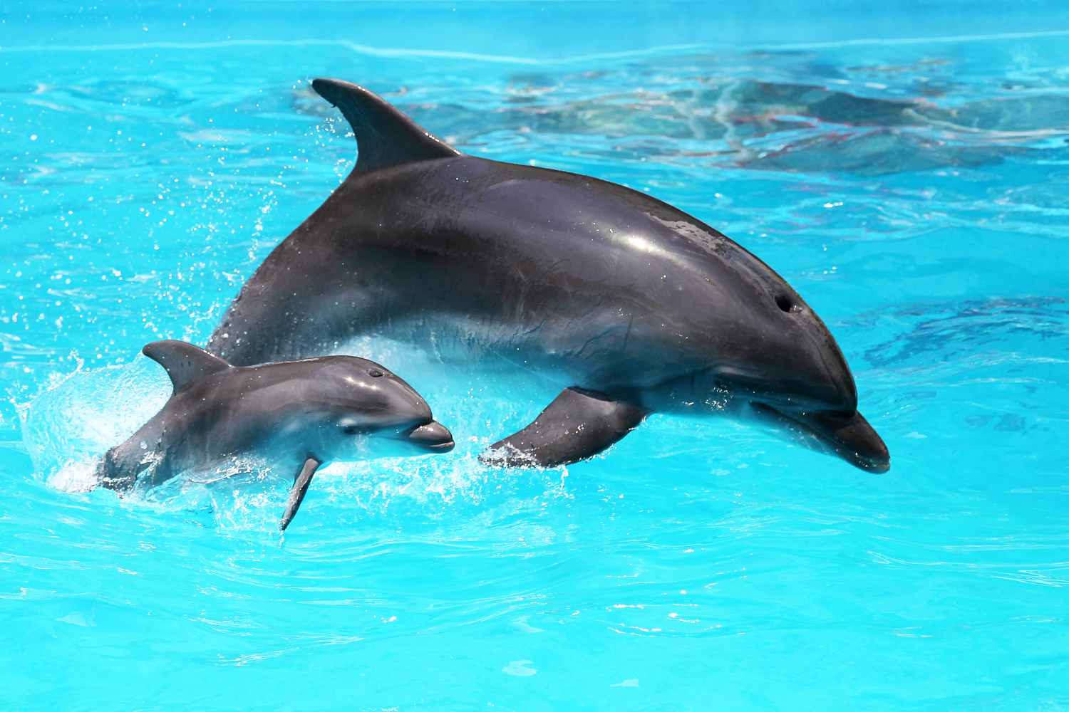 Dolphins developing Alzheimer's disease: climate crisis linked to the illness