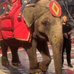 Free Betty: The world's saddest elephant is near collapse after 50+ years of forced circus performances