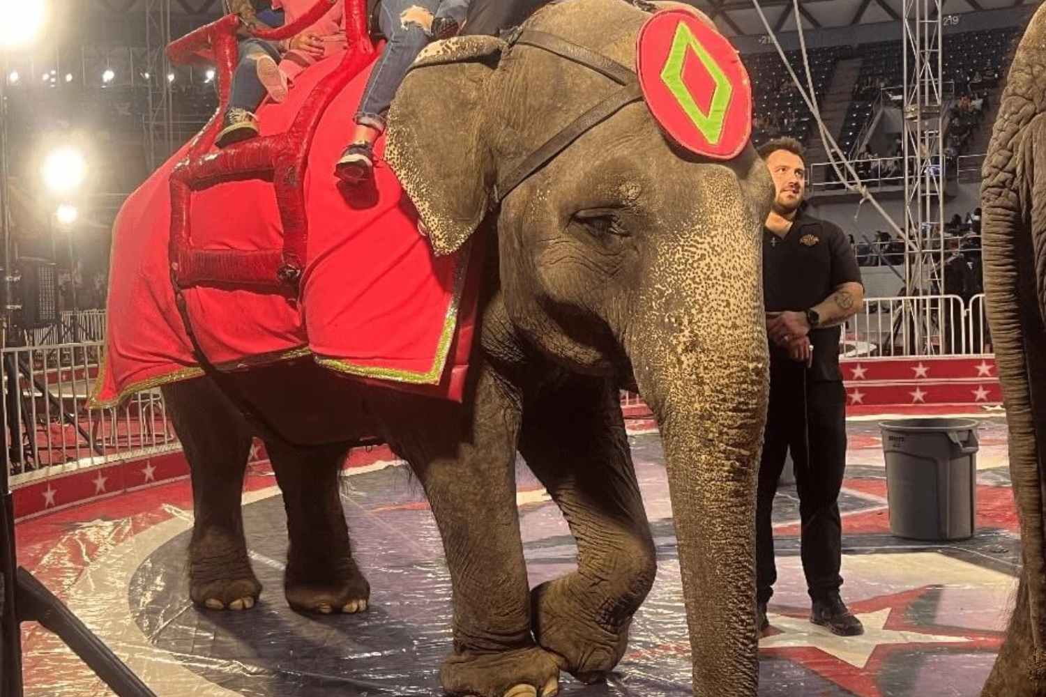 Free Betty: The world's saddest elephant is near collapse after 50+ years of forced circus performances