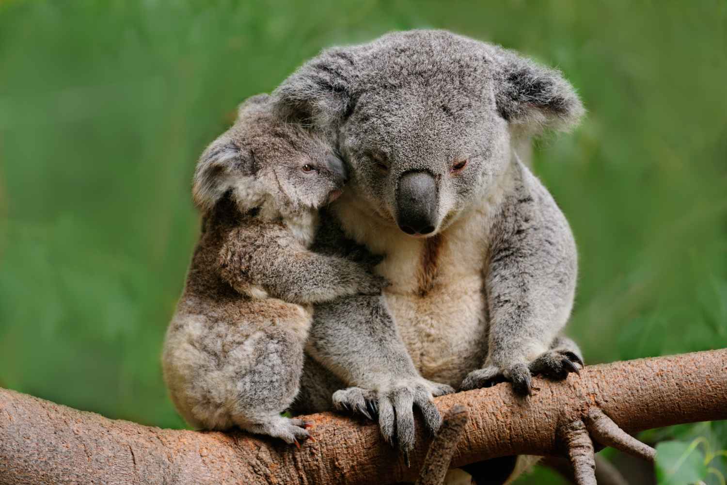 Australia creates massive national park to protect koalas from extinction - a paradise for endangered marsupials