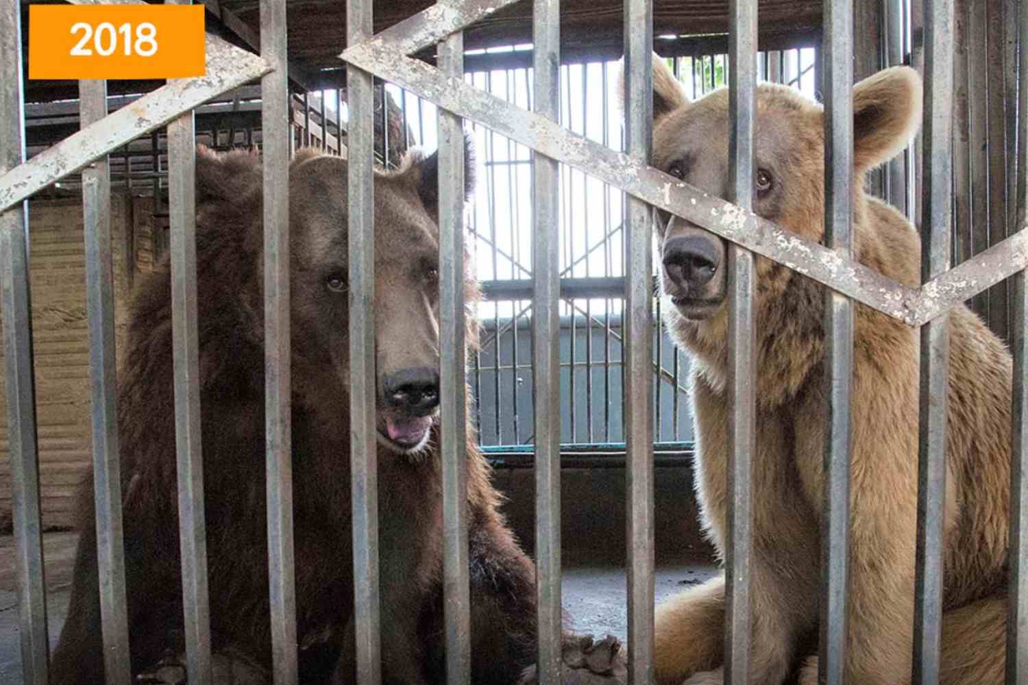 From cages to freedom: the new life of Syrian brown bears saved from terrible captivity in Armenia
