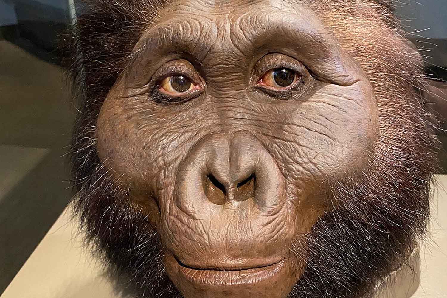 Paranthropus: The Forgotten Human Cousins Who May Have Created the World's First Tools
