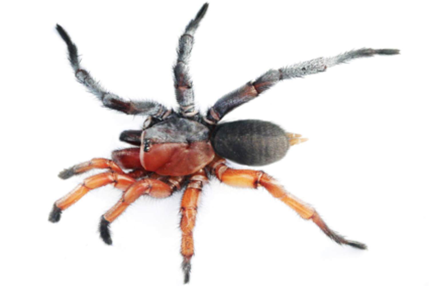Half-male, half-female spider discovered (and named after a One Piece character)