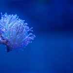 SOS Corals: In Ocean's Silence, First Climate Tipping Point Being Crossed