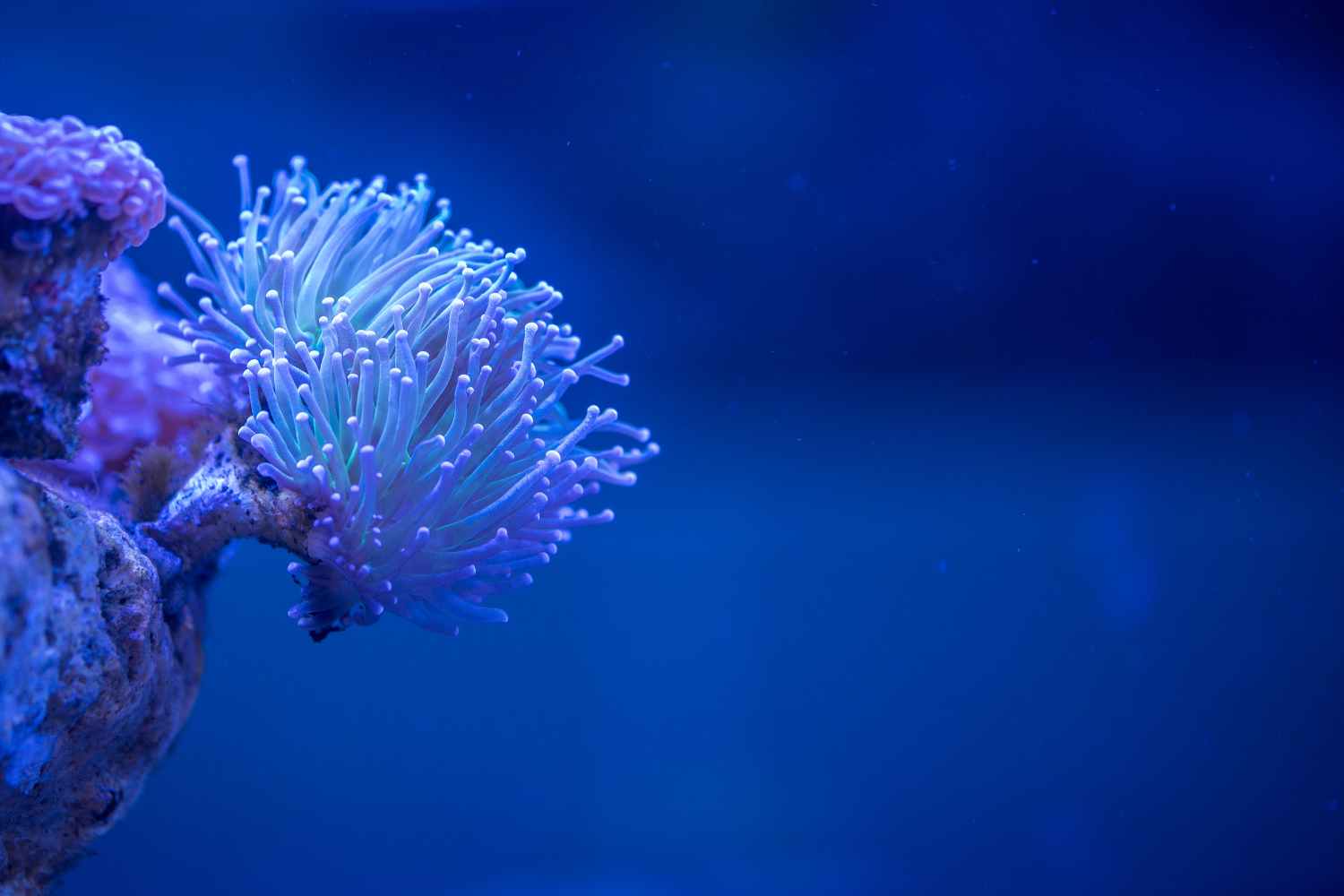 SOS Corals: In Ocean's Silence, First Climate Tipping Point Being Crossed