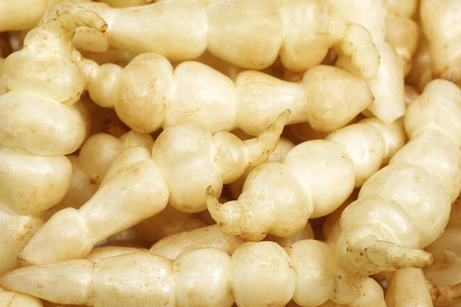 Stachys affinis (crosne): how to grow and cook the "Chinese artichoke", a forgotten pearl-shaped rhizome