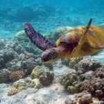 Green sea turtle no longer endangered! Conservation efforts saved this species from extinction.