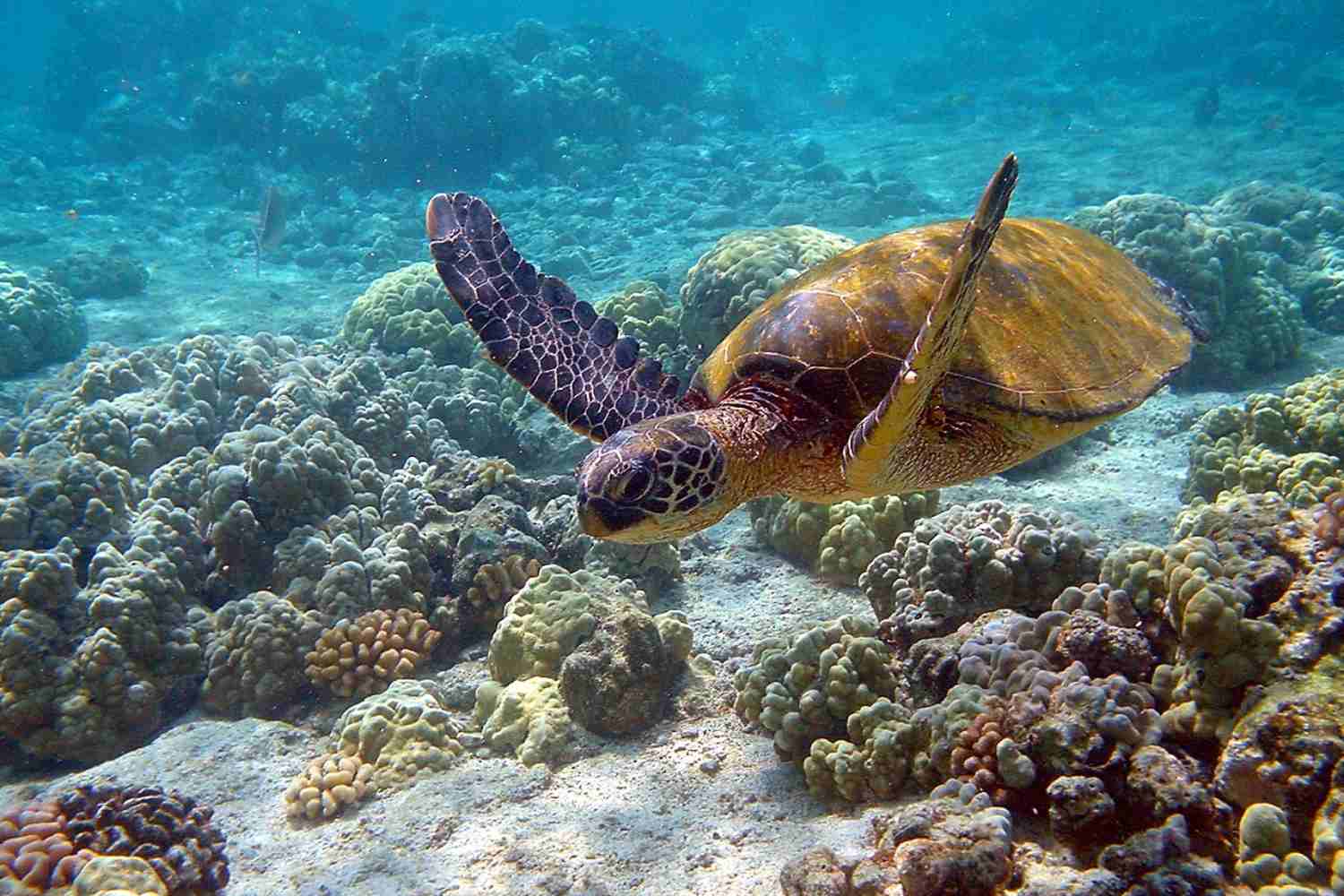 Green sea turtle no longer endangered! Conservation efforts saved this species from extinction.