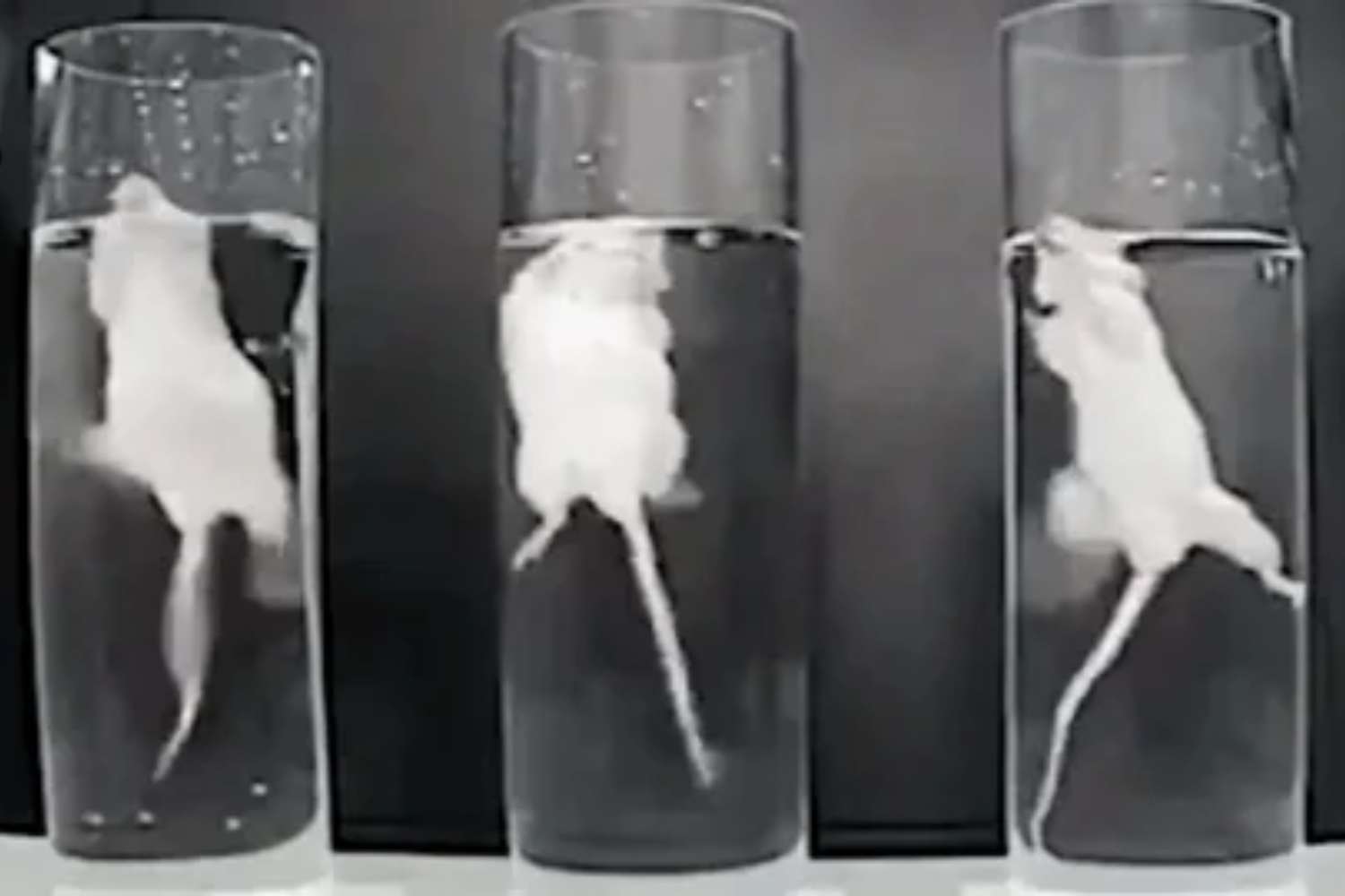 No More Mice and Rats Forced to Swim to Exhaustion in Labs: UK Bans Cruel Test
