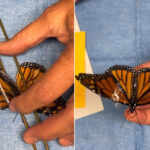 Monarch butterfly flies again after delicate wing transplant: her rebirth will move you