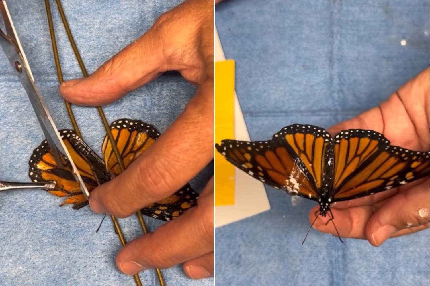 Monarch butterfly flies again after delicate wing transplant: her rebirth will move you