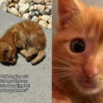 Abandoned kitten