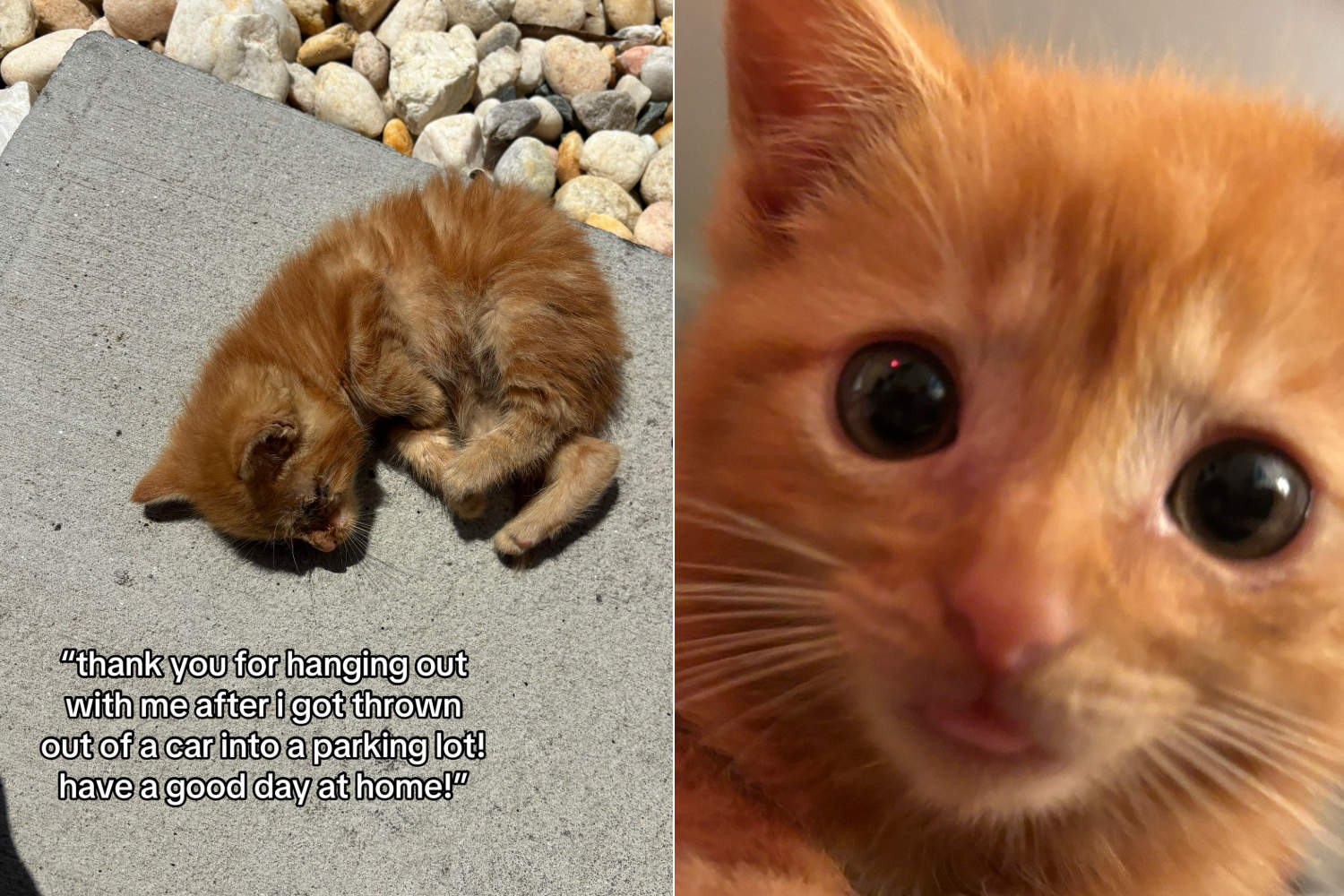 Abandoned kitten