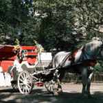 ban horse-drawn carriages