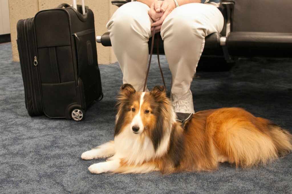 Airline loses her dog, she receives compensation as if she lost luggage: absurd EU Court ruling