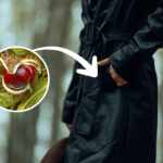Mad" chestnut in your pocket: ancient peasant remedy against colds