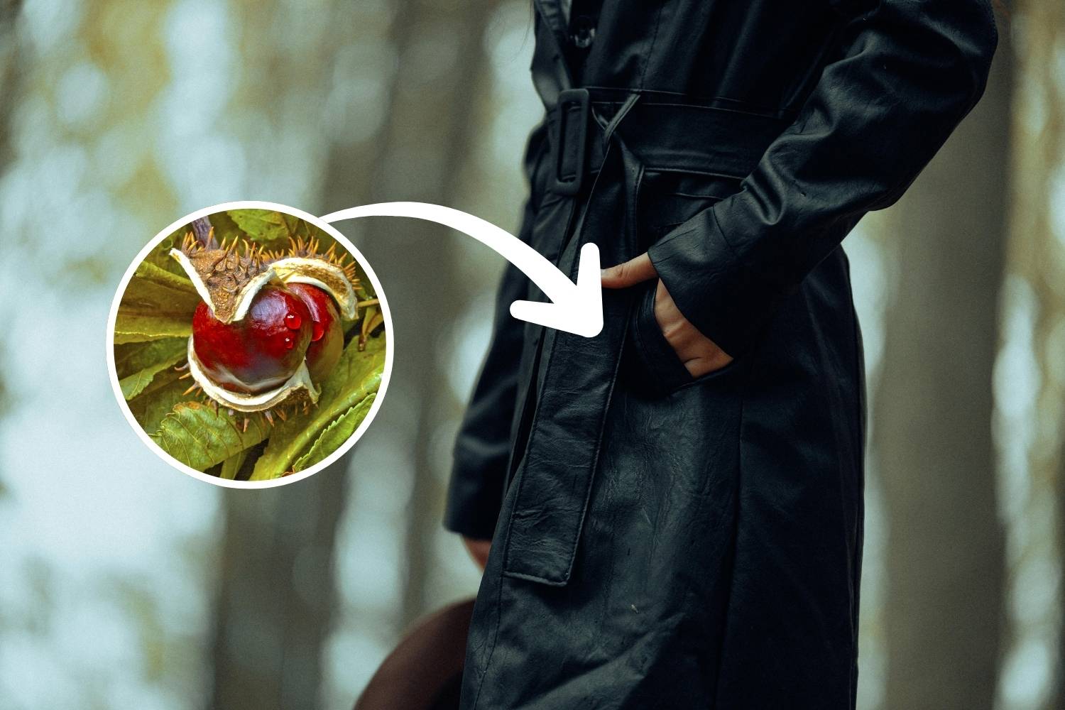 Mad" chestnut in your pocket: ancient peasant remedy against colds