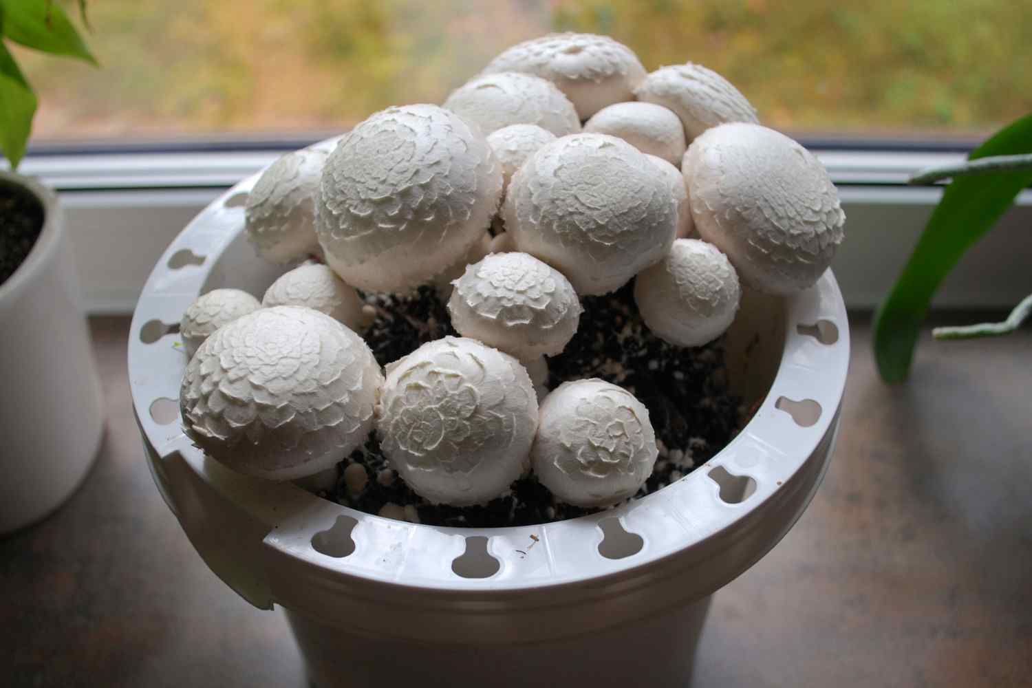 How to Grow Mushrooms at Home?