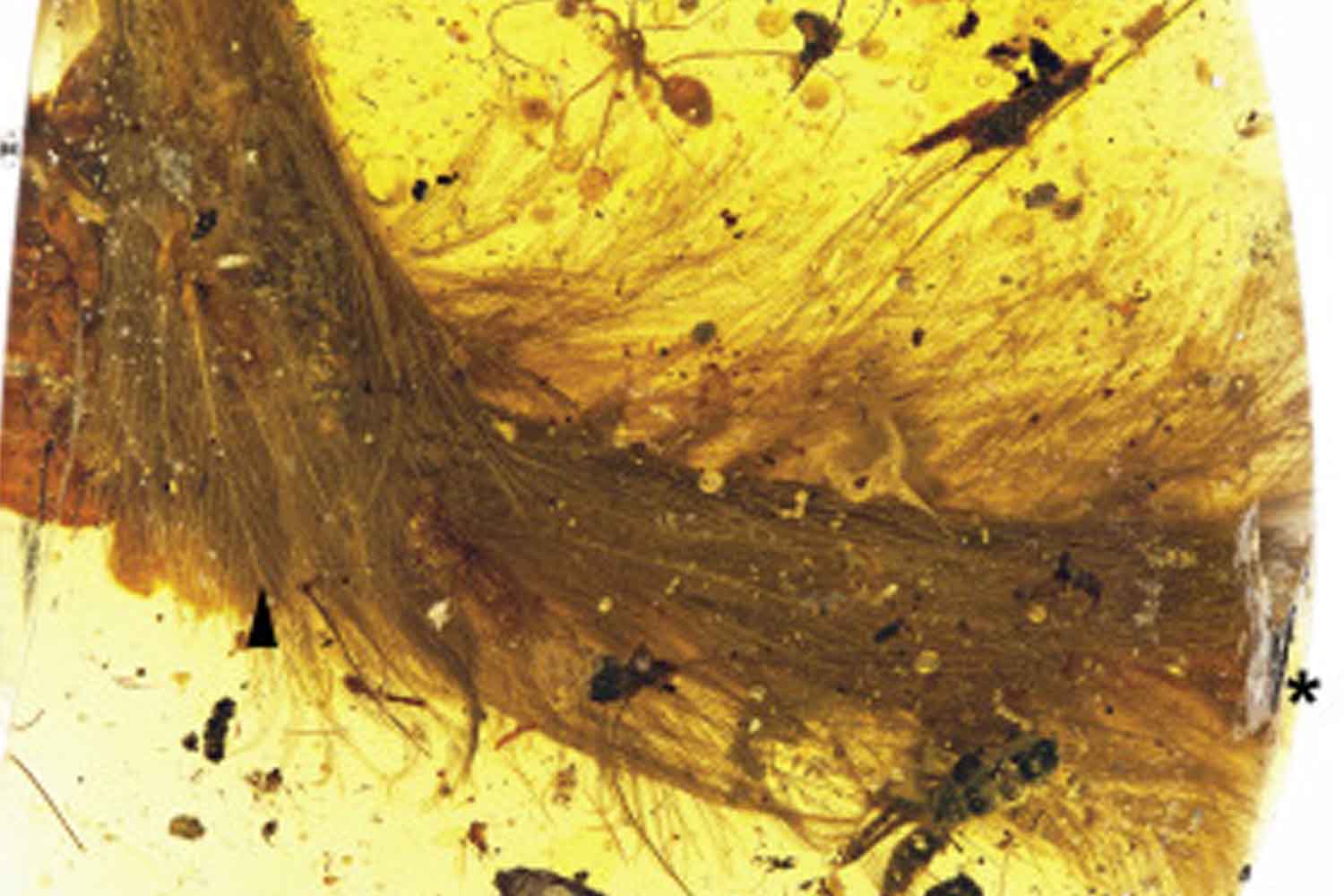 Dinosaur tail trapped in amber for 99 million years discovered (with blood and feathers still present)