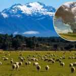 New Zealand Slashes Methane Targets and Faces Climate Denial Accusations