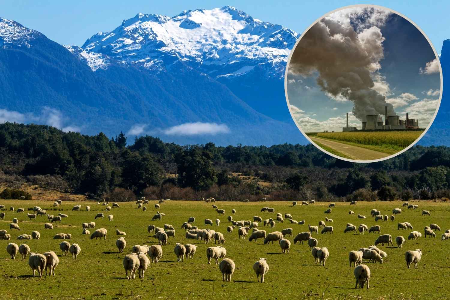 New Zealand Slashes Methane Targets and Faces Climate Denial Accusations