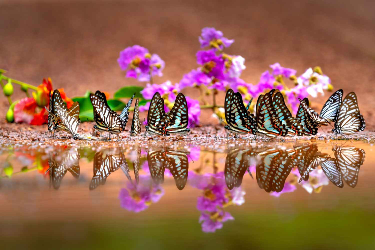 Why Are Butterflies Losing Their Colors?