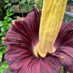 Rare corpse flower (world's smelliest) stolen in Germany: "hard blow to biodiversity