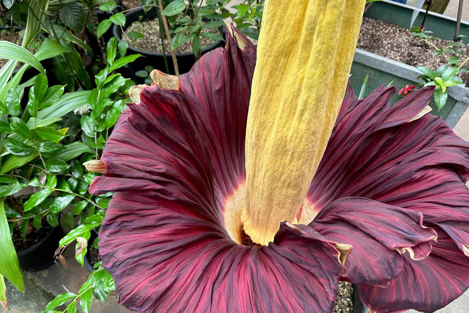 Rare corpse flower (world's smelliest) stolen in Germany: "hard blow to biodiversity