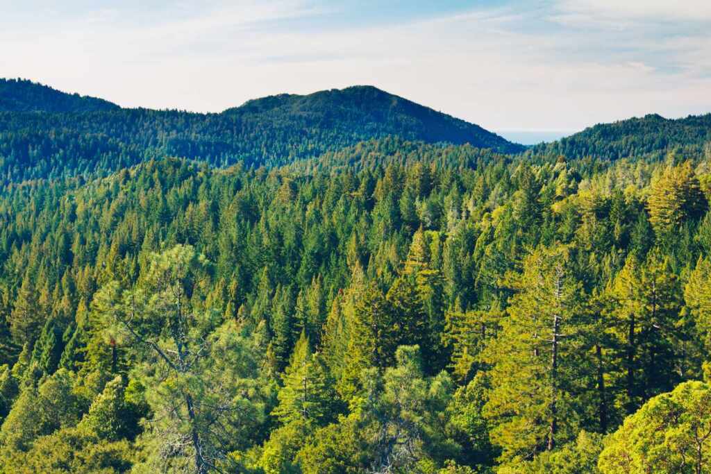 European forests without compass: EU Parliament rejects environmental monitoring law