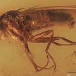 112-million-year-old creatures perfectly preserved in amber discovered in Ecuador - ancient time capsule